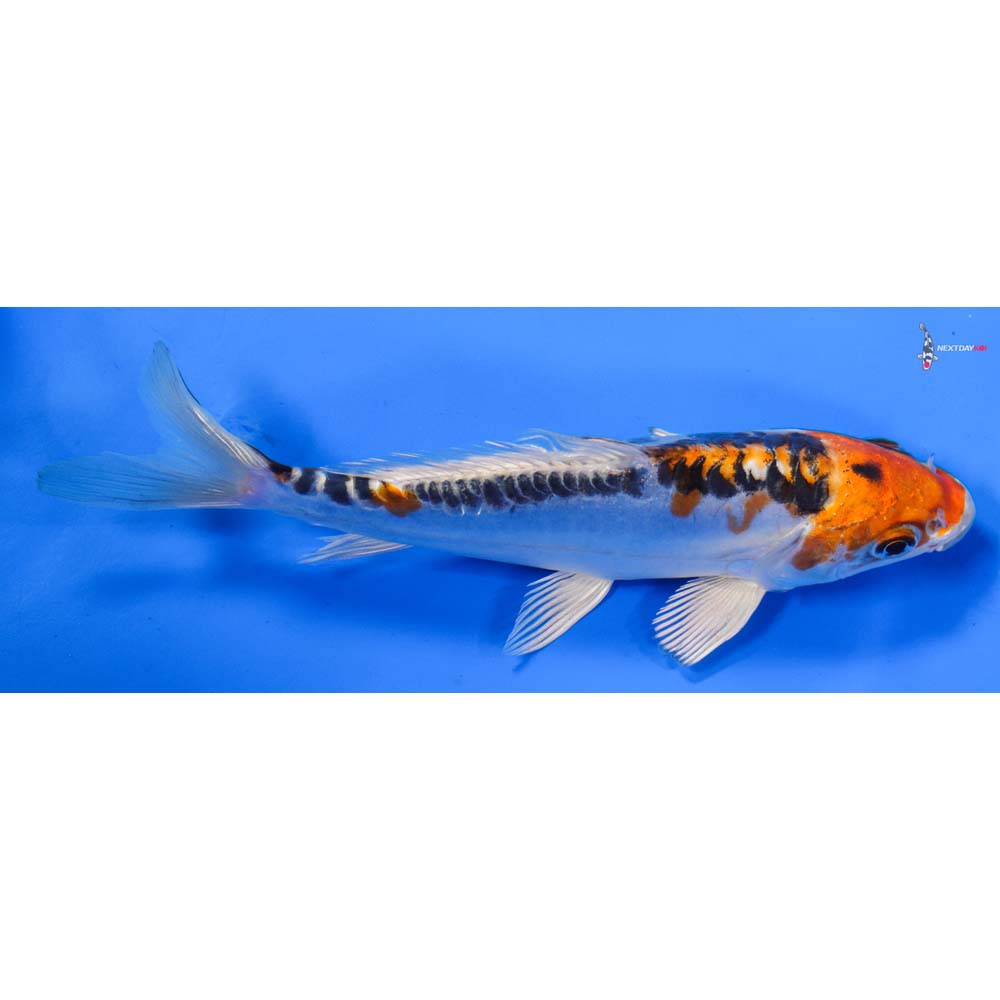 6.5” Imported Doitsu Blue Kujaku