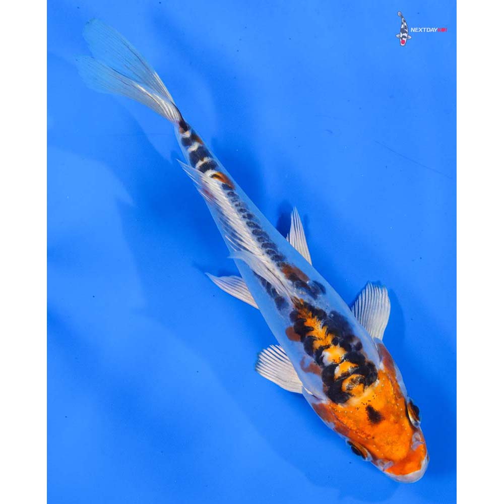 6.5” Imported Doitsu Blue Kujaku