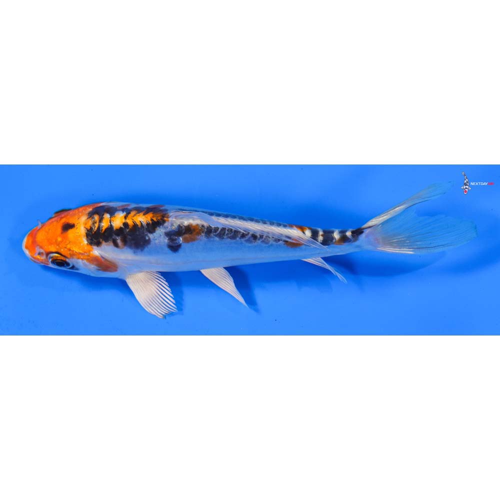 6.5” Imported Doitsu Blue Kujaku