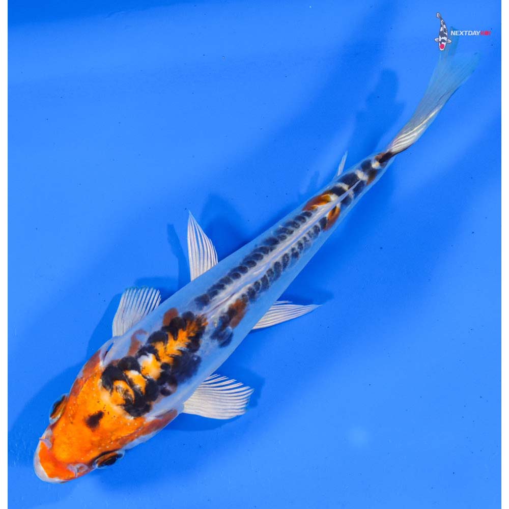 6.5” Imported Doitsu Blue Kujaku