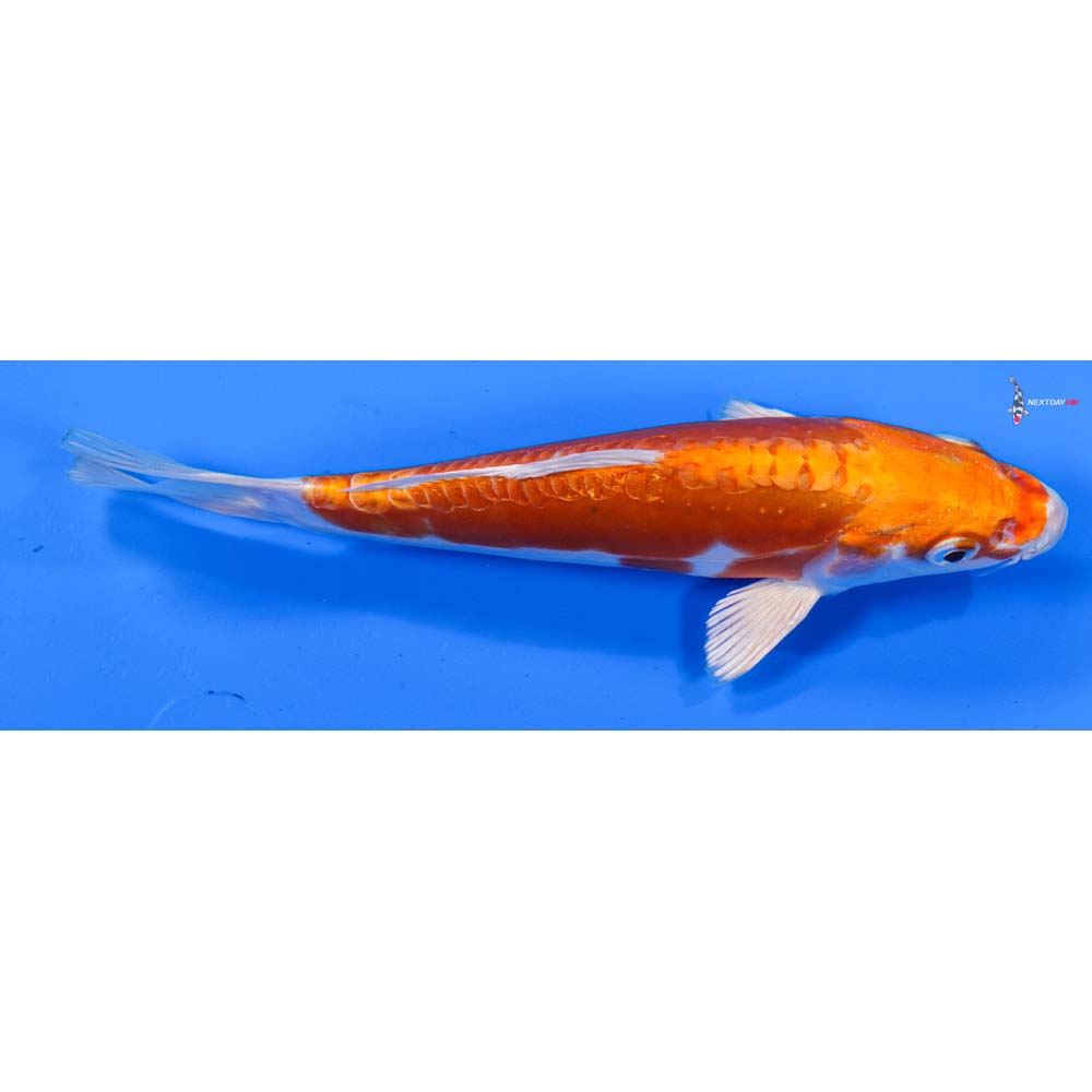 7” Imported Kikusui