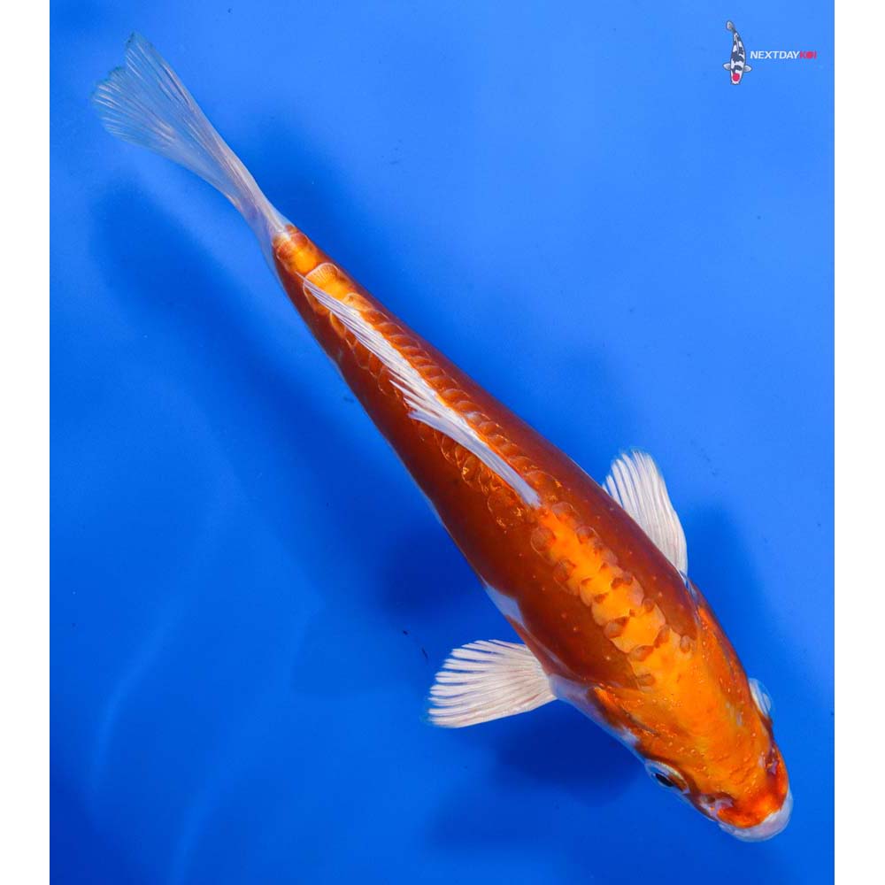 7” Imported Kikusui