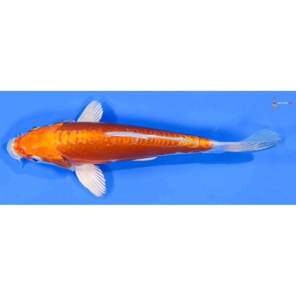 7” Imported Kikusui