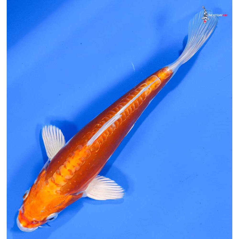 7” Imported Kikusui