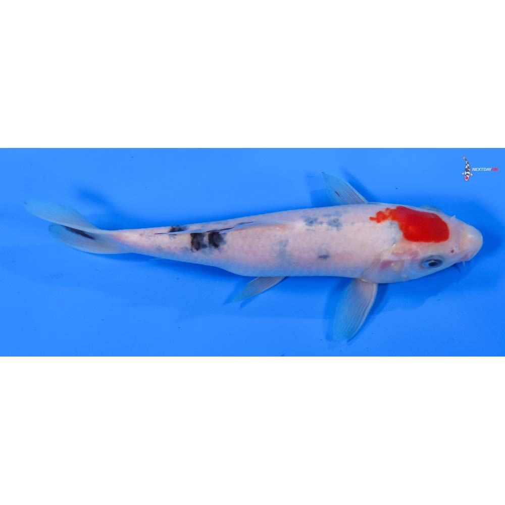 7” Imported Sanke