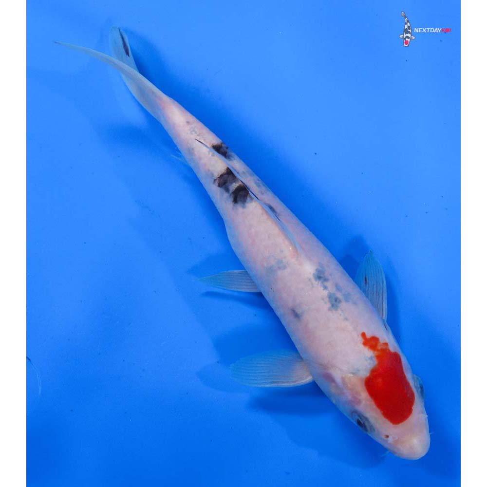 7” Imported Sanke