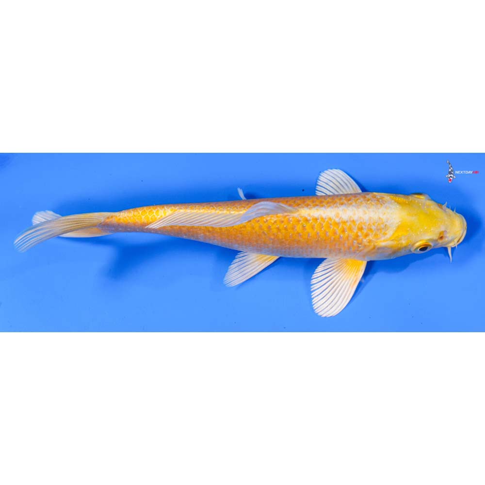 7” Imported Yamabuki Ogon