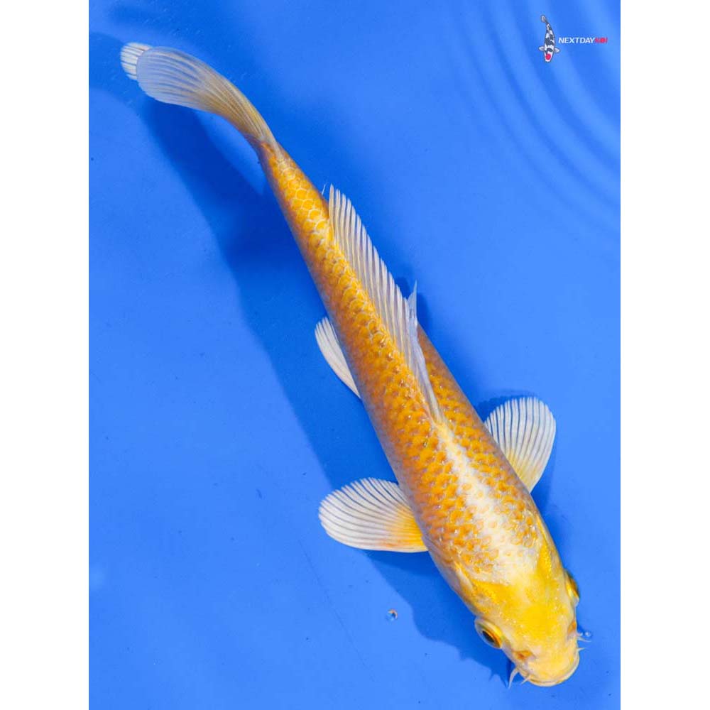 7” Imported Yamabuki Ogon