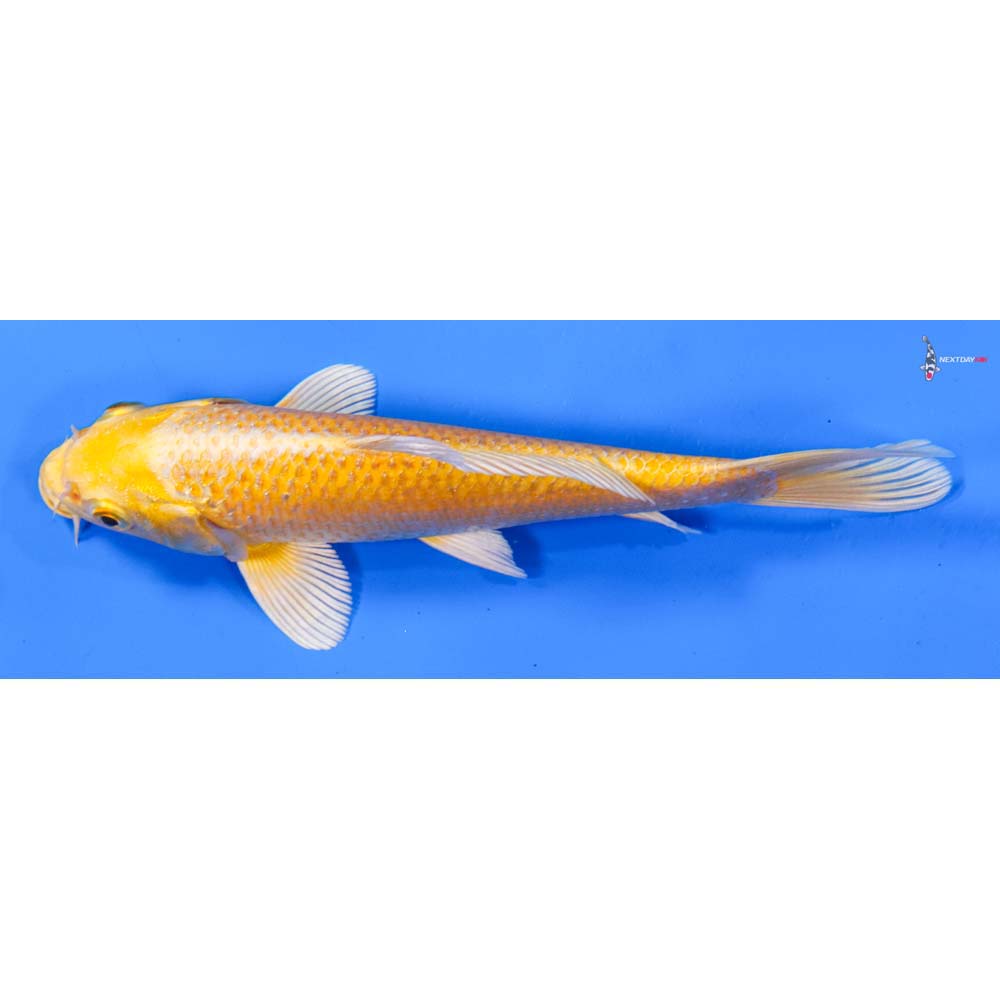 7” Imported Yamabuki Ogon