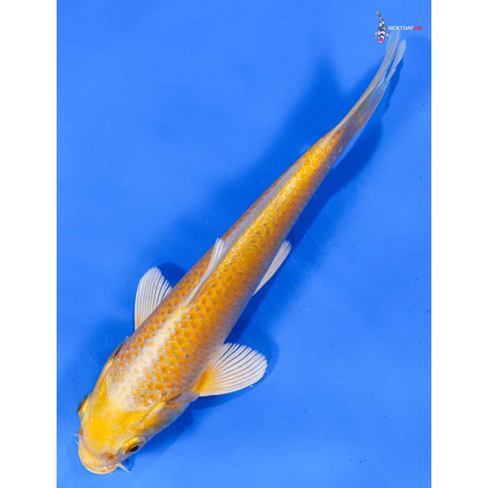 7” Imported Yamabuki Ogon