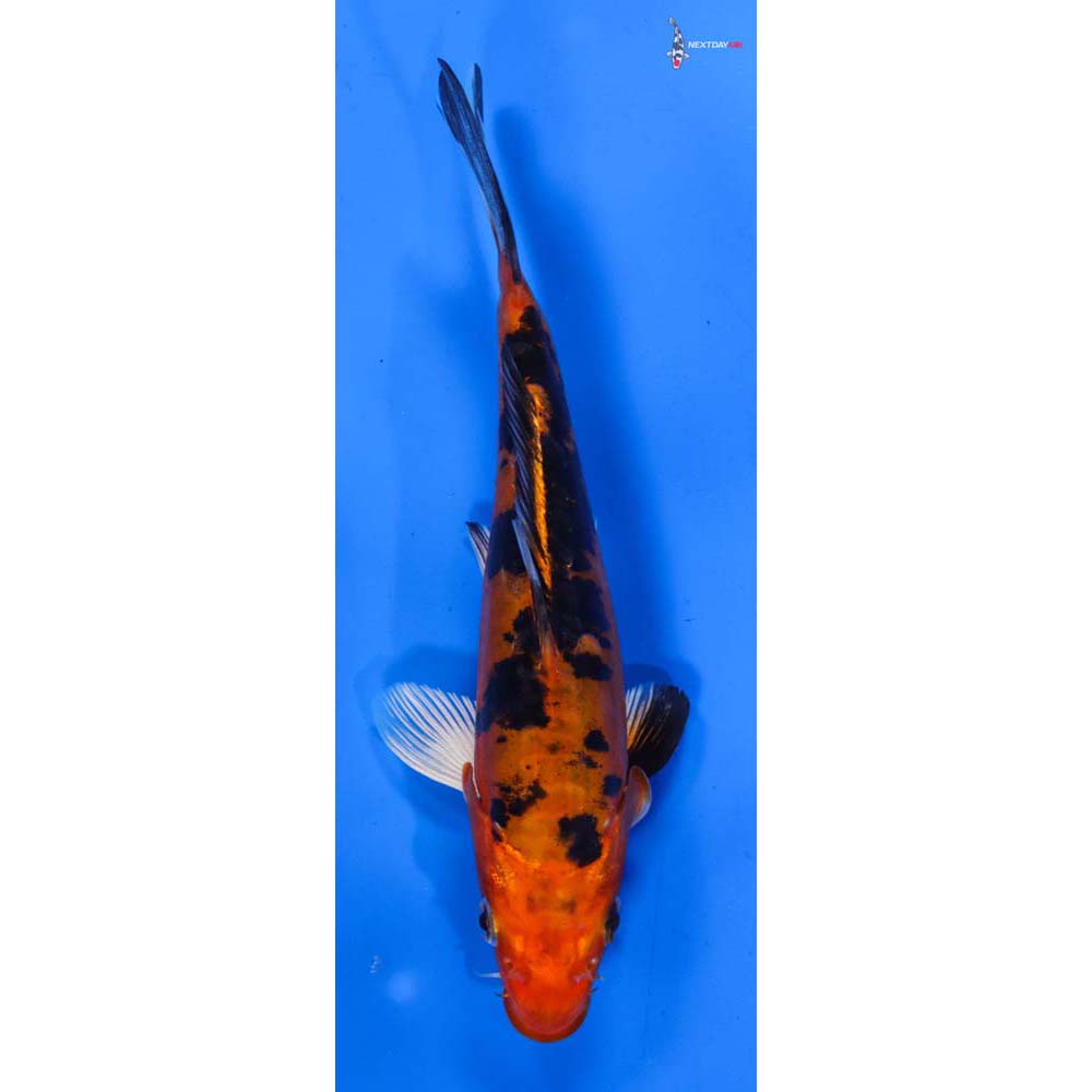 7” Imported Doitsu Kin Aka Bekko