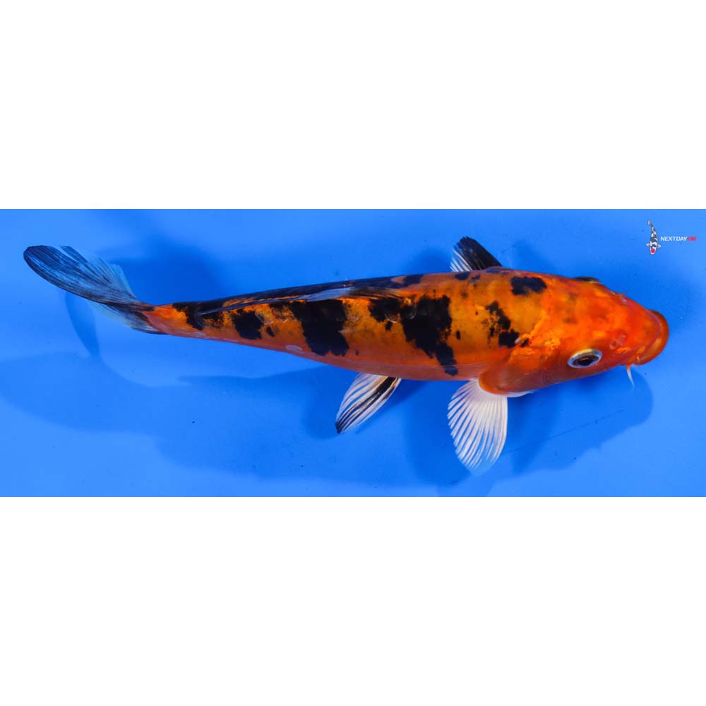 7” Imported Doitsu Kin Aka Bekko