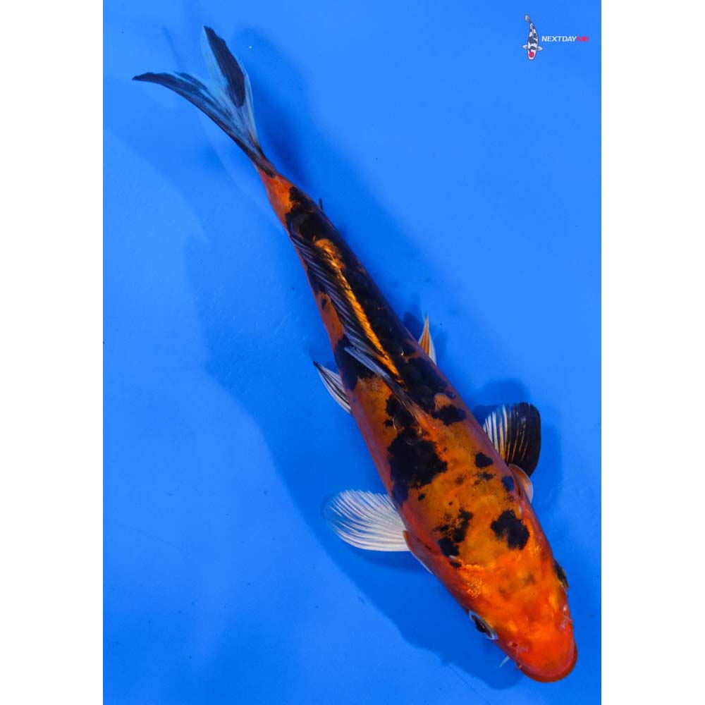 7” Imported Doitsu Kin Aka Bekko