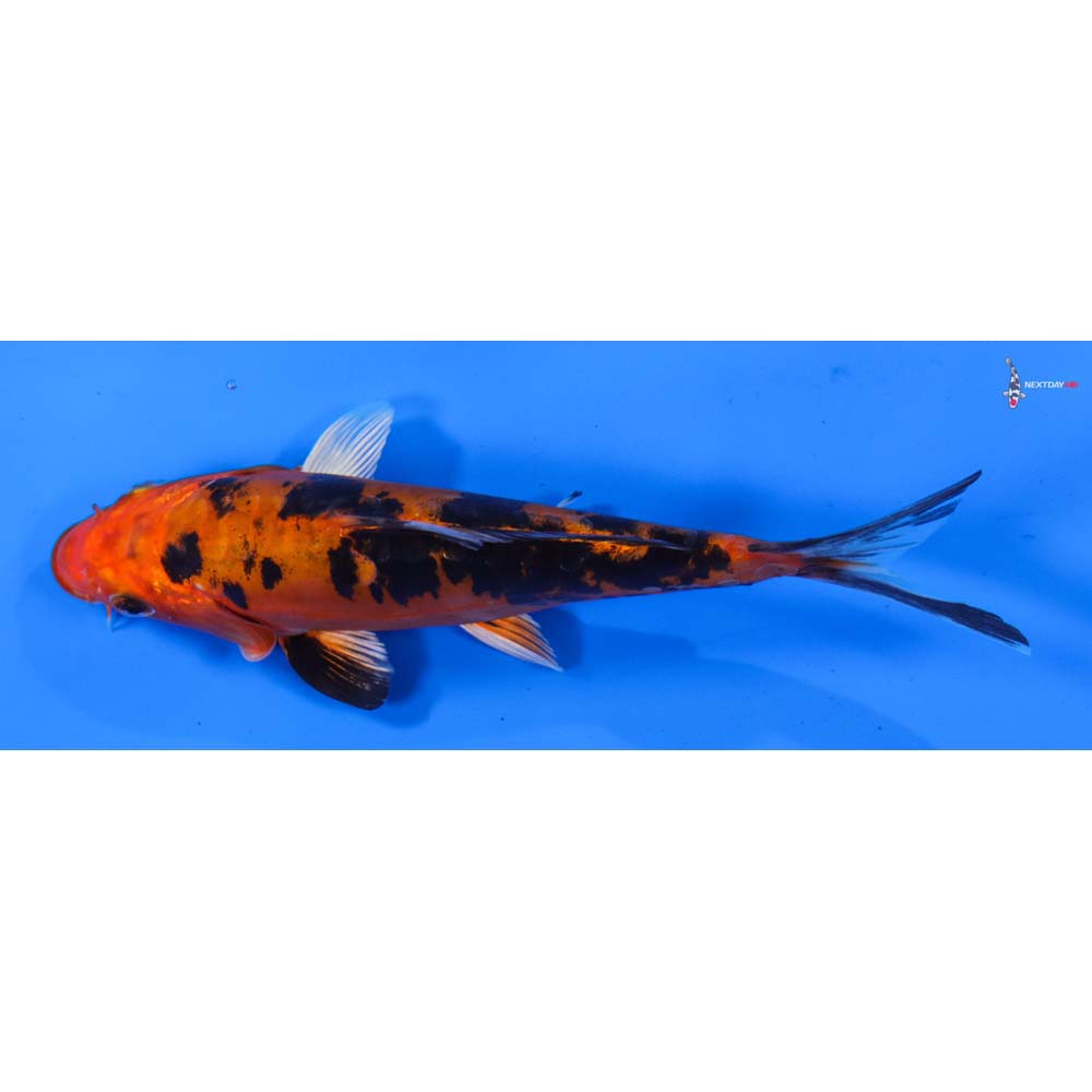 7” Imported Doitsu Kin Aka Bekko