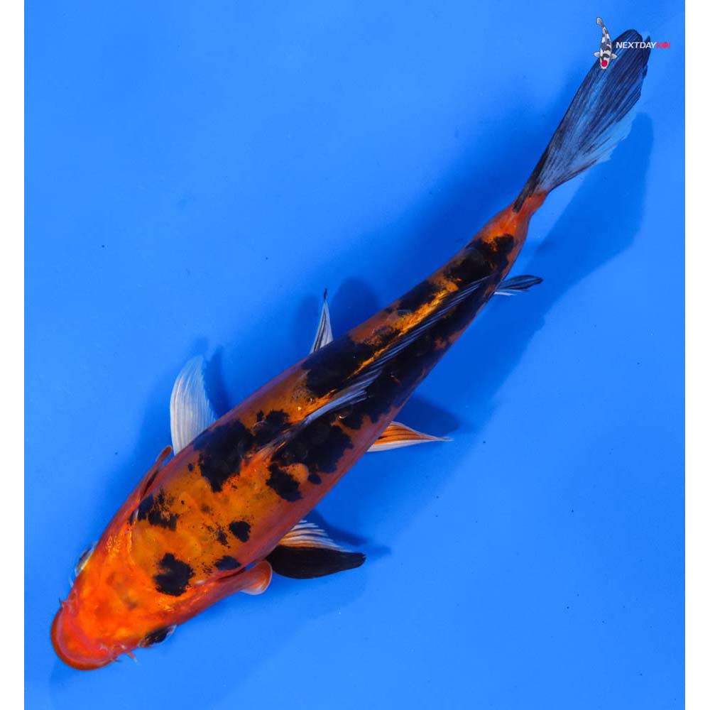 7” Imported Doitsu Kin Aka Bekko