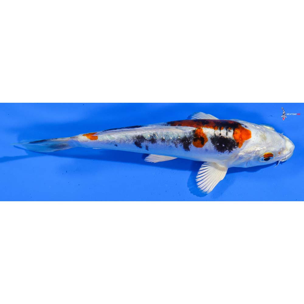 6” Imported Heisei Nishiki