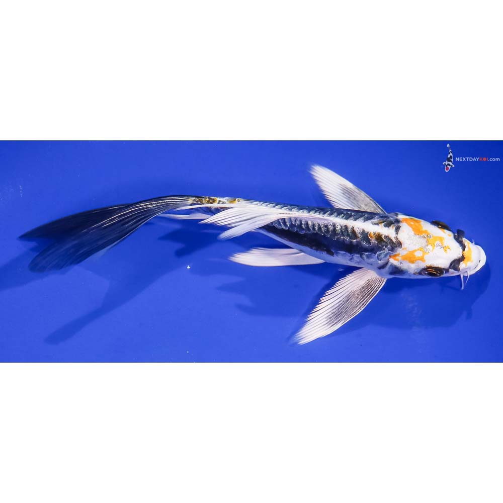 7” Imported Kin Kikokuryu Butterfly Koi
