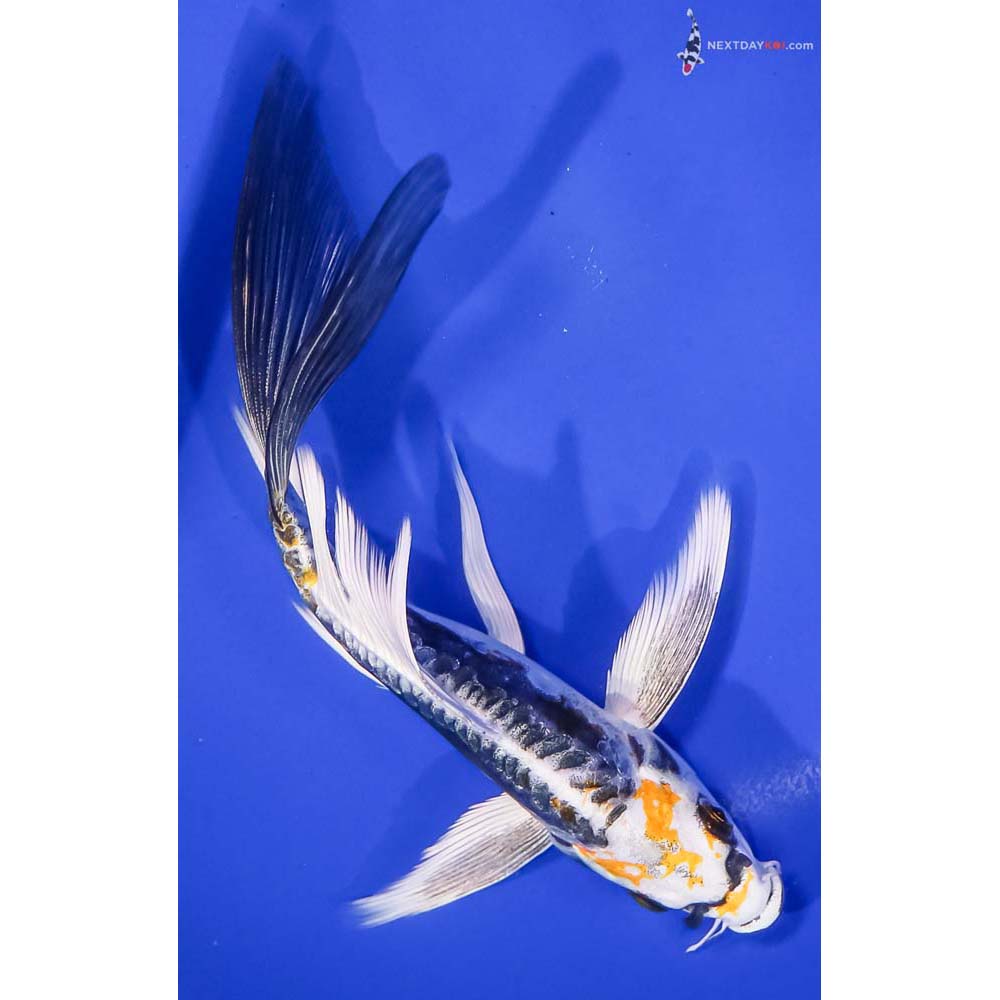 7” Imported Kin Kikokuryu Butterfly Koi
