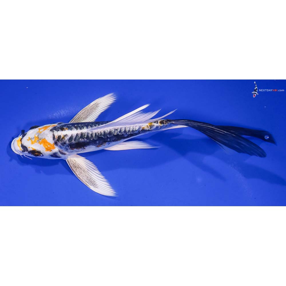 7” Imported Kin Kikokuryu Butterfly Koi