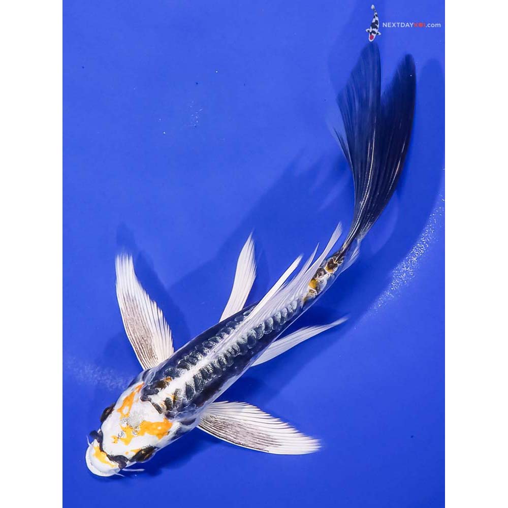 7” Imported Kin Kikokuryu Butterfly Koi