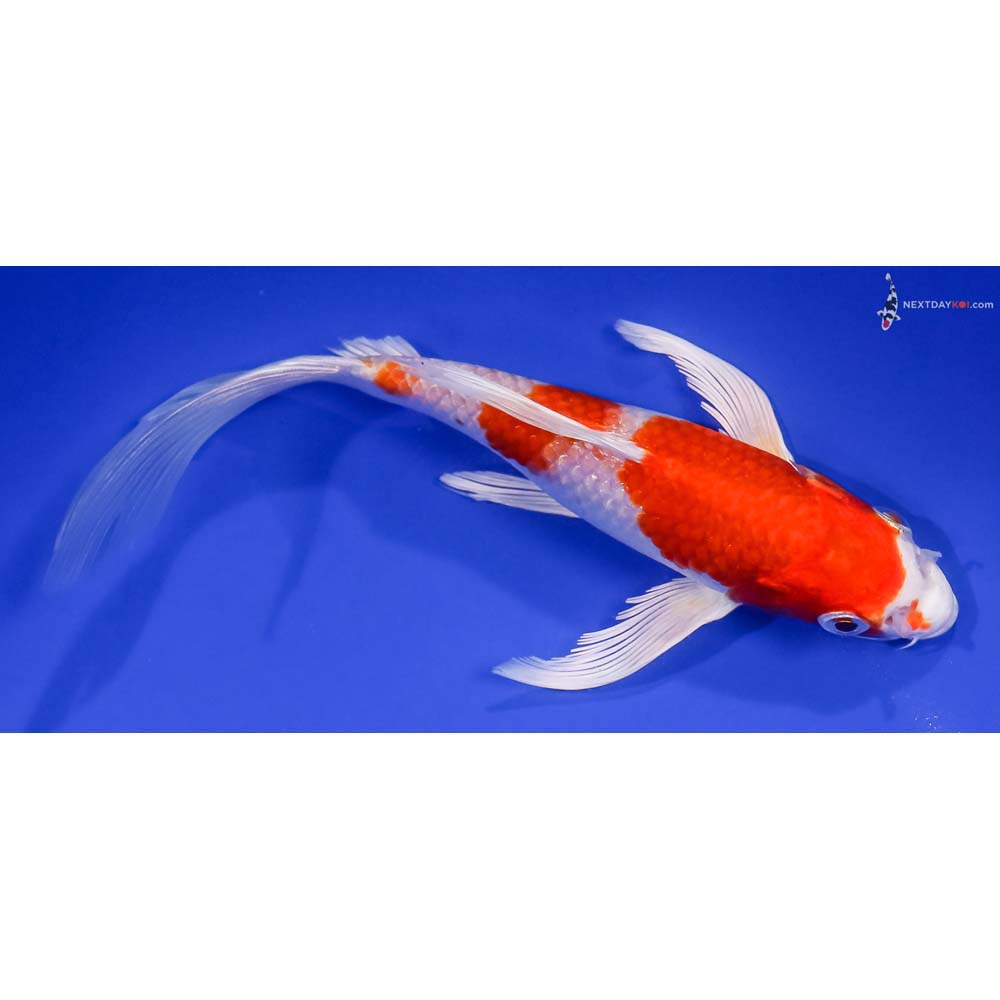 7” Imported Hariwake Butterfly Koi