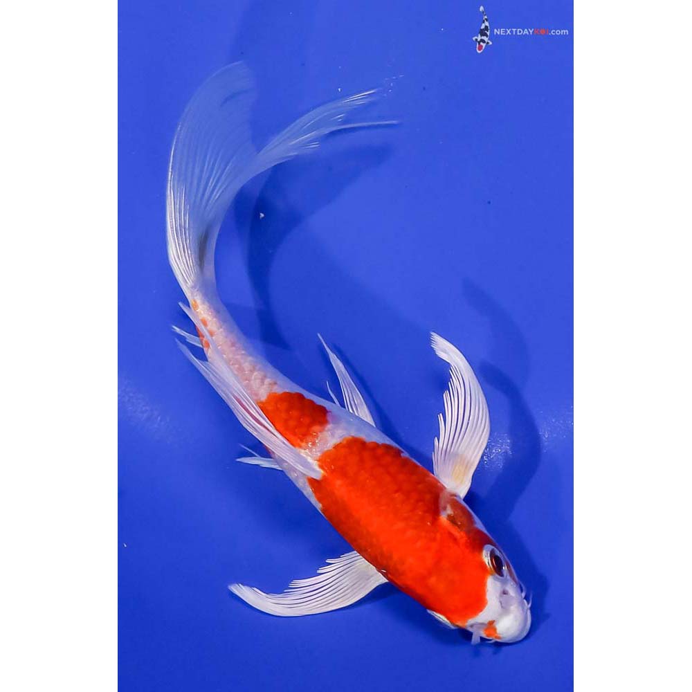 7” Imported Hariwake Butterfly Koi
