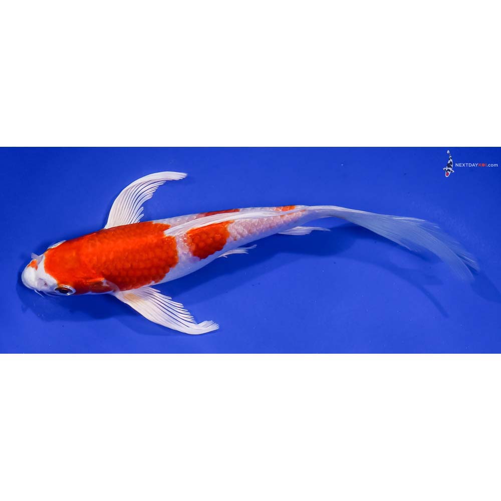7” Imported Hariwake Butterfly Koi