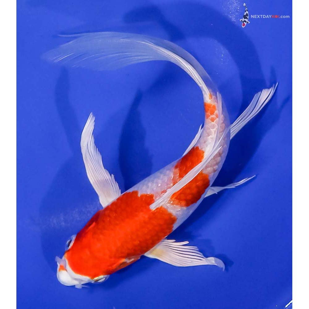 7” Imported Hariwake Butterfly Koi