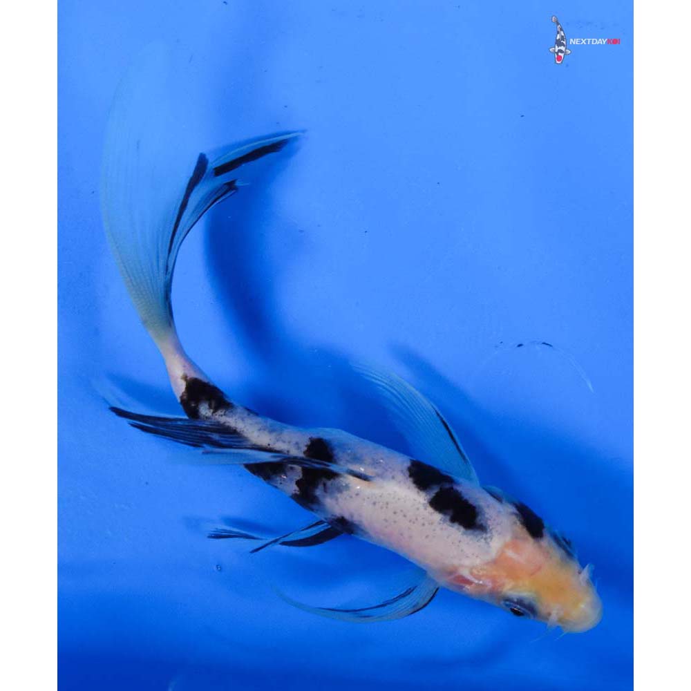 6” Imported Shiro Bekko Butterfly Koi