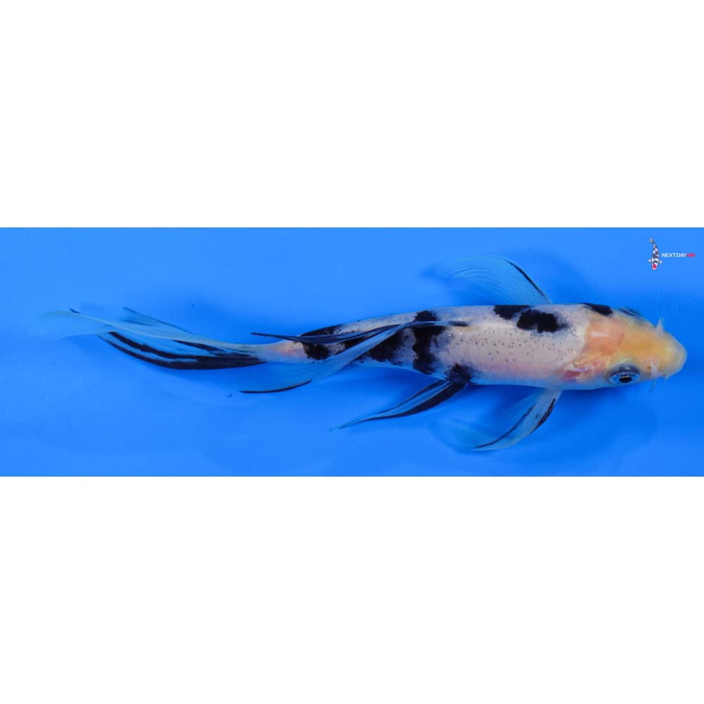 6” Imported Shiro Bekko Butterfly Koi