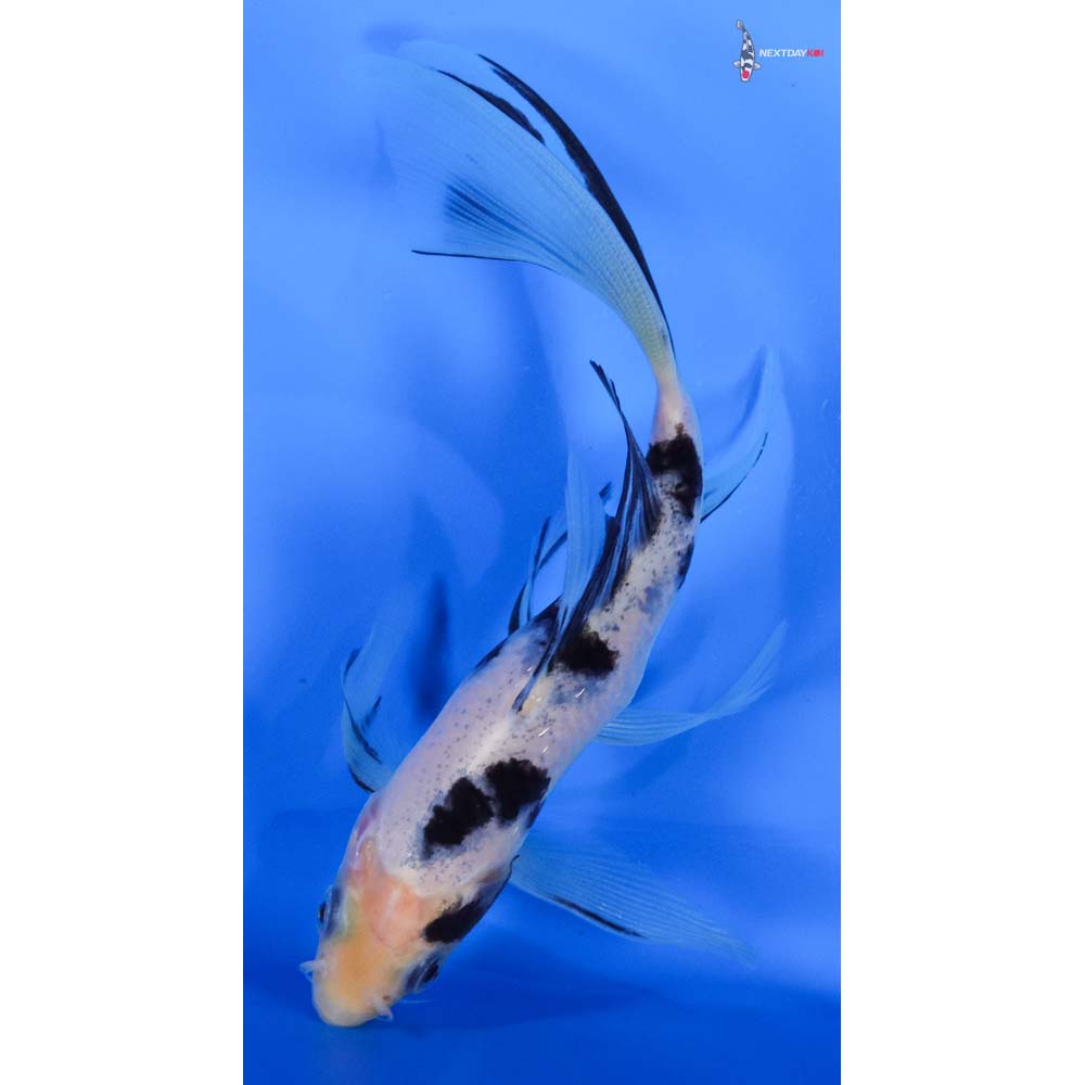 6” Imported Shiro Bekko Butterfly Koi