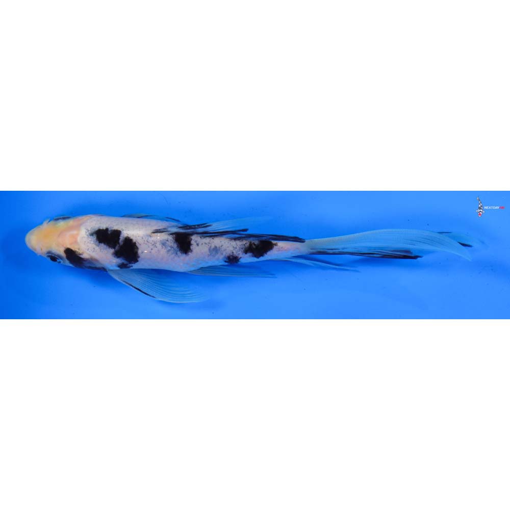 6” Imported Shiro Bekko Butterfly Koi