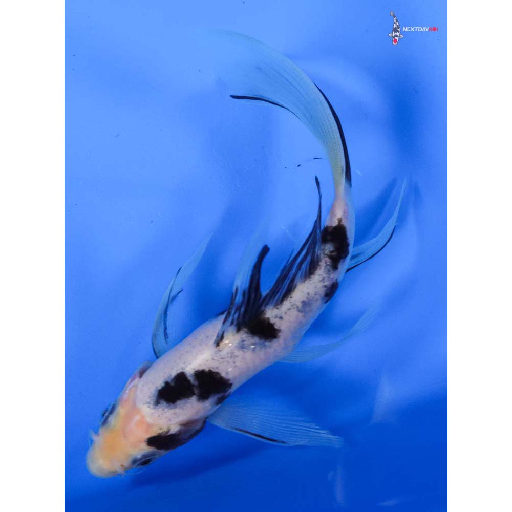 6” Imported Shiro Bekko Butterfly Koi