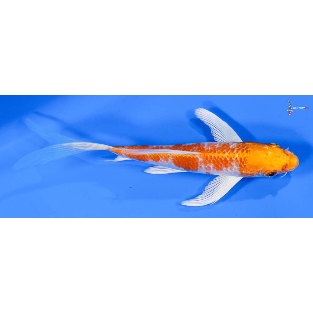 6” Imported Hariwake Butterfly Koi
