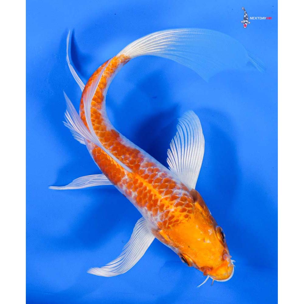 6” Imported Hariwake Butterfly Koi