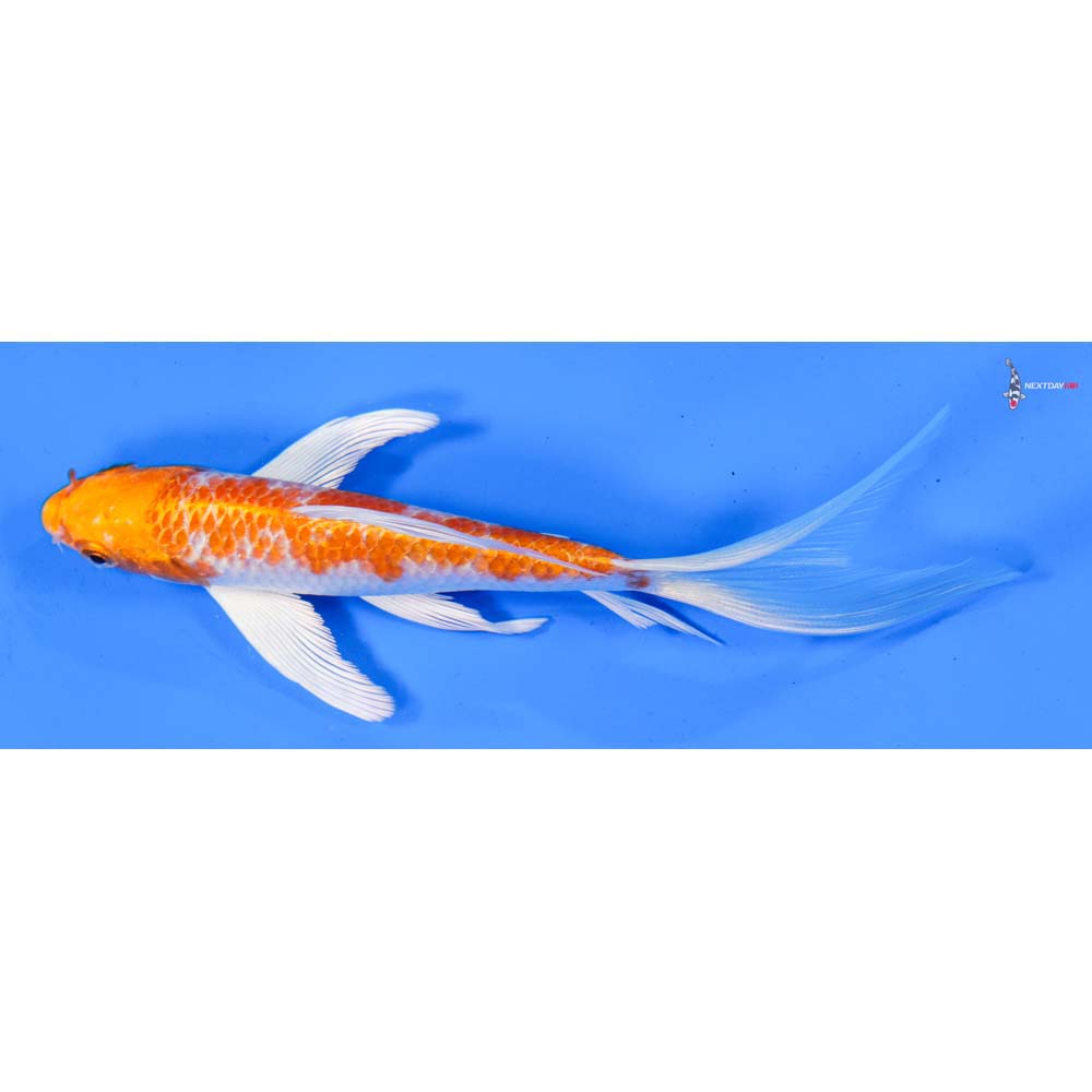 6” Imported Hariwake Butterfly Koi