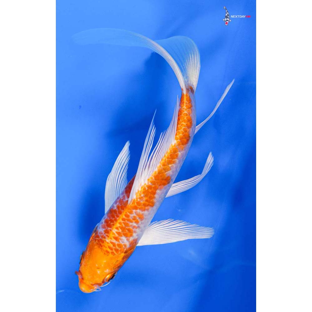 6” Imported Hariwake Butterfly Koi