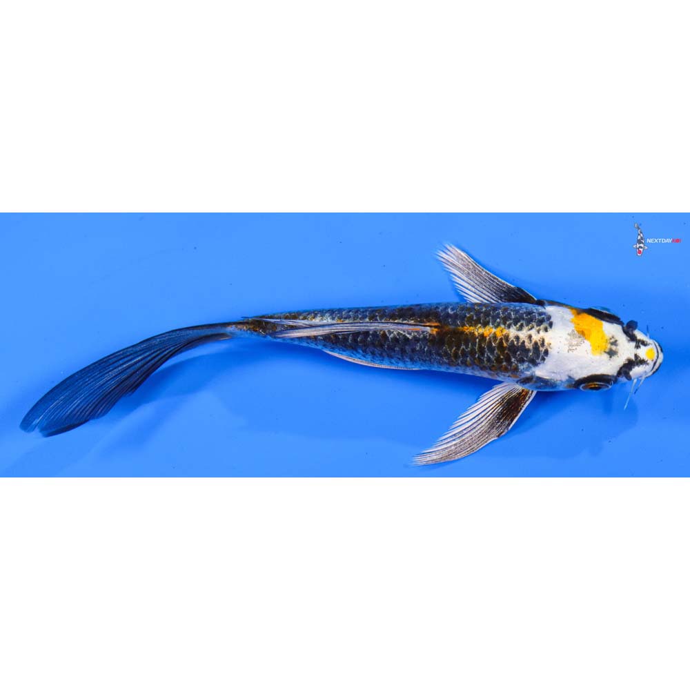 6” Imported Kujaku Butterfly Koi