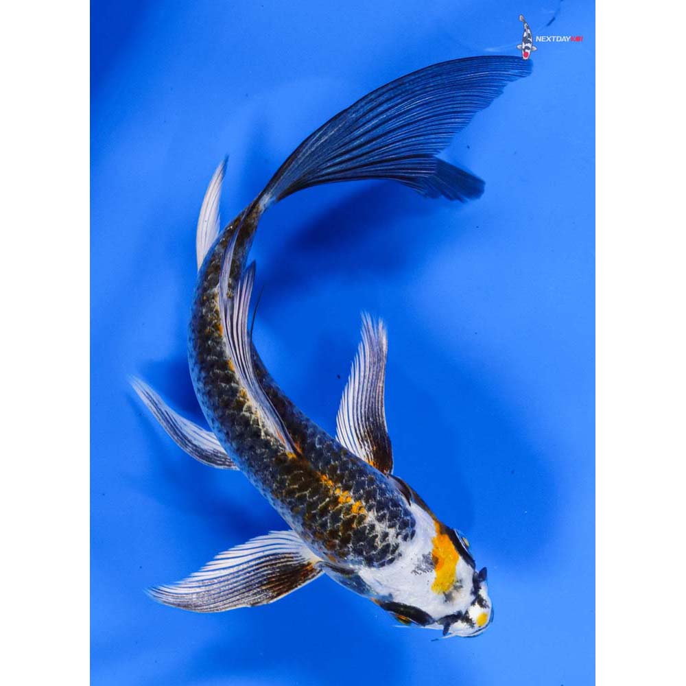 6” Imported Kujaku Butterfly Koi