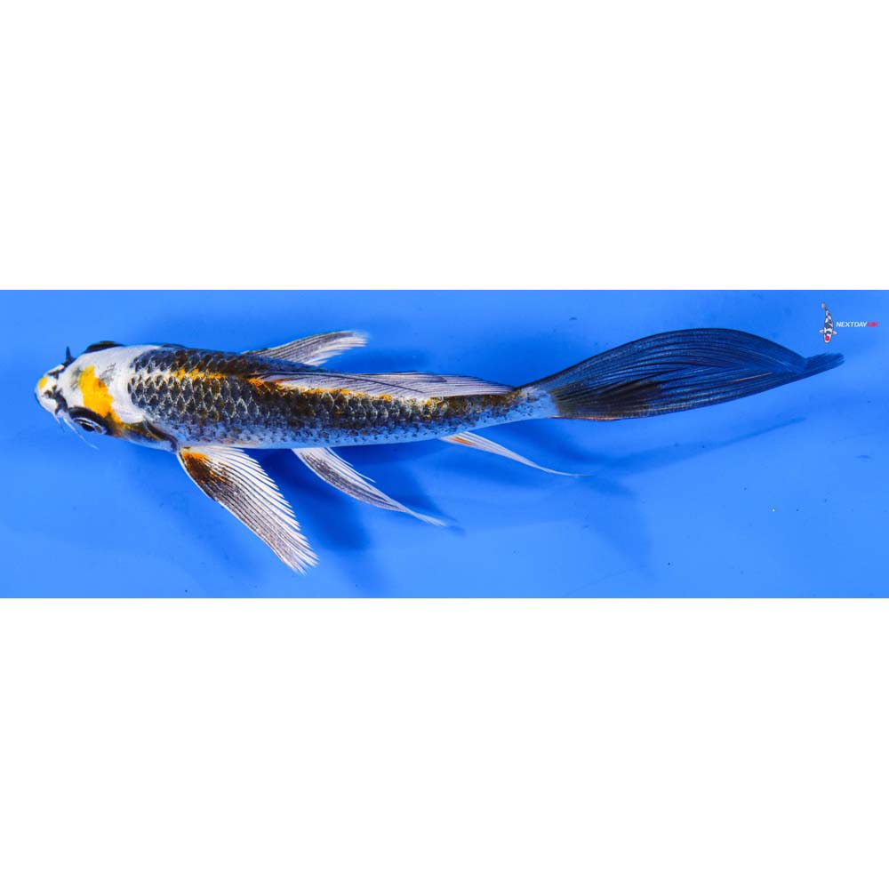 6” Imported Kujaku Butterfly Koi