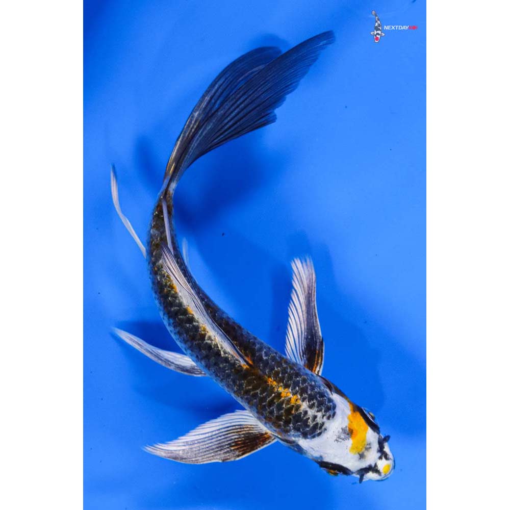 6” Imported Kujaku Butterfly Koi