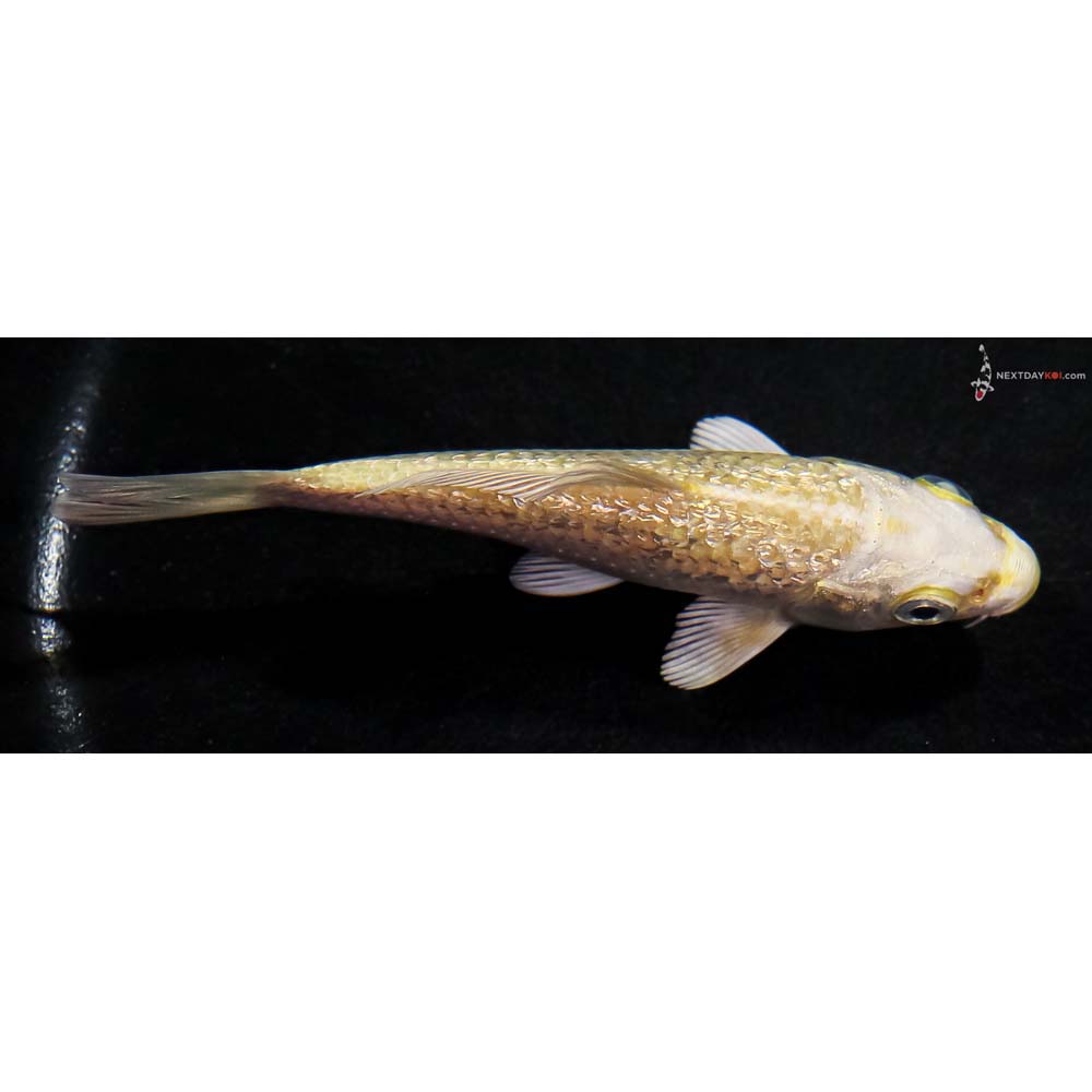 4” Imported Gin Rin Yamabuki Ogon