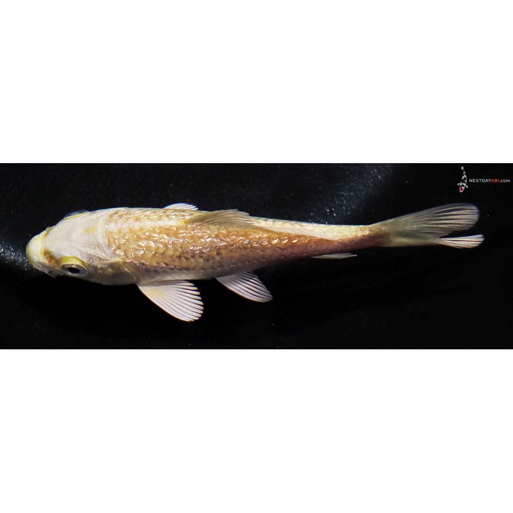 4” Imported Gin Rin Yamabuki Ogon