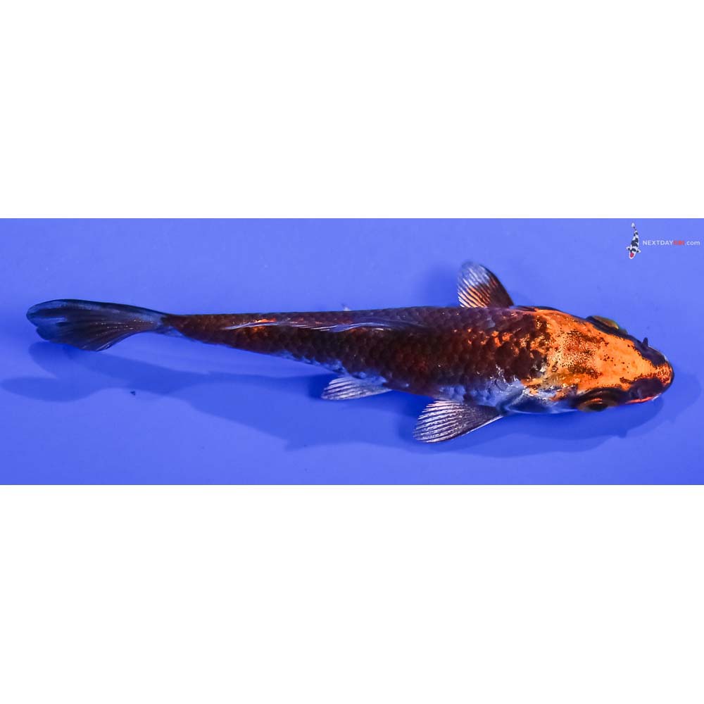 4” Imported Kujaku