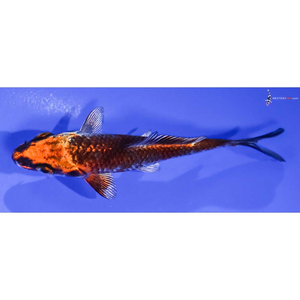 4” Imported Kujaku