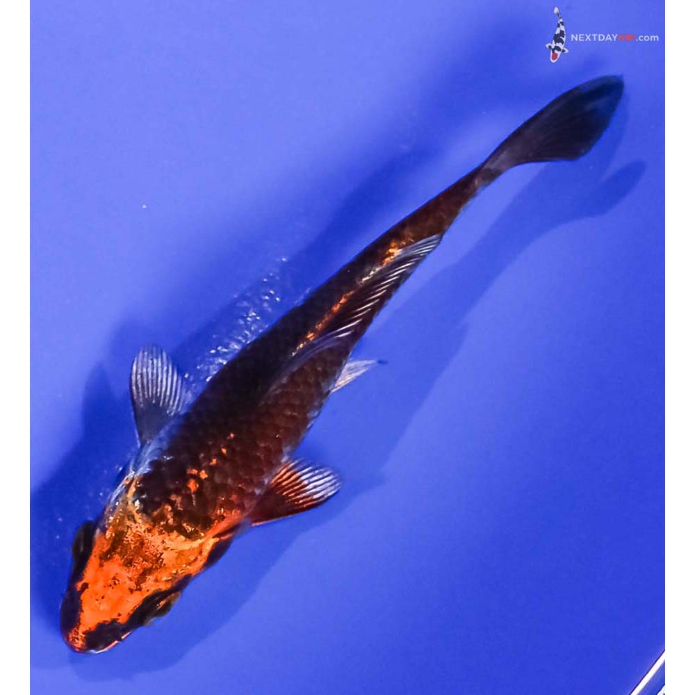 4” Imported Kujaku