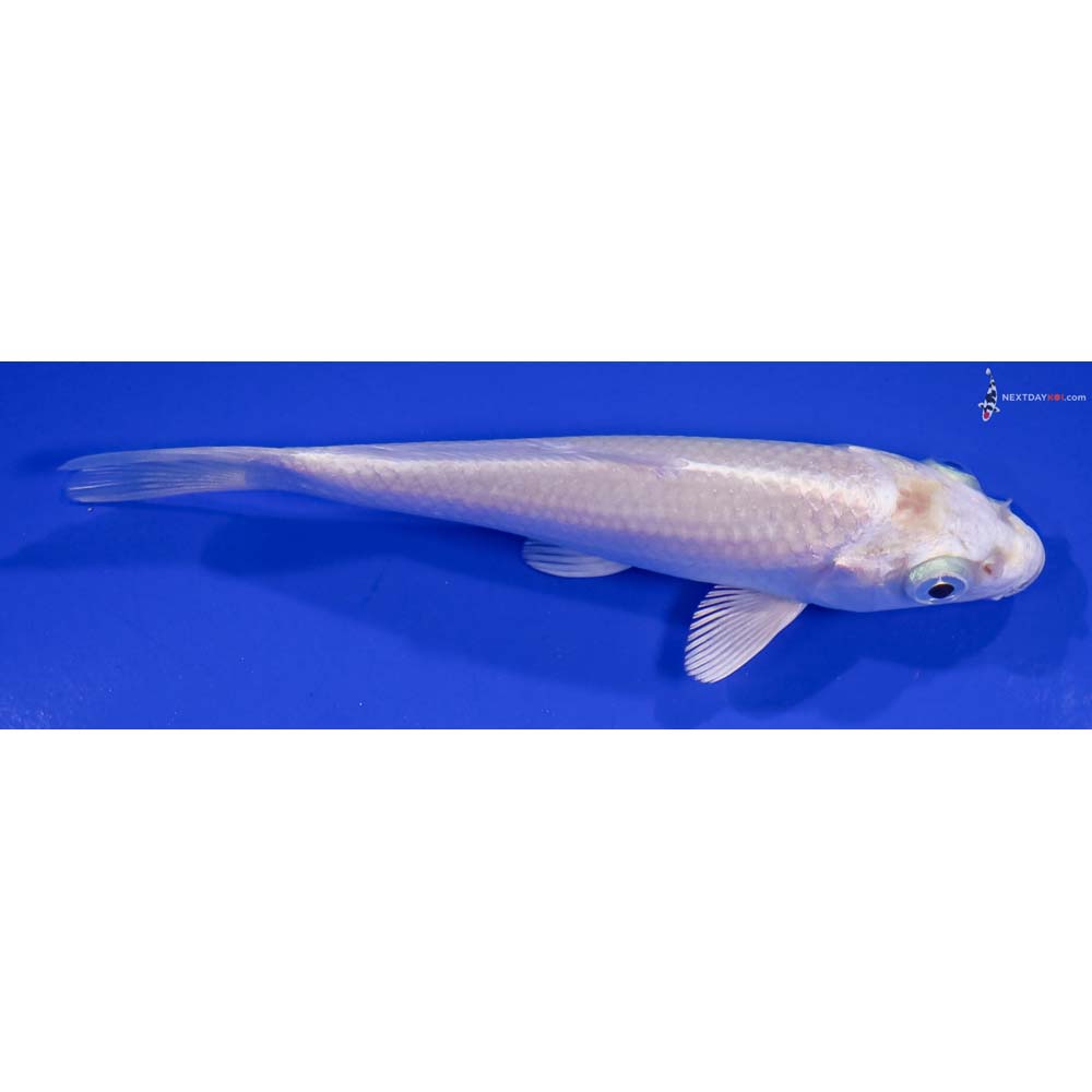 4” Imported Platinum Ogon