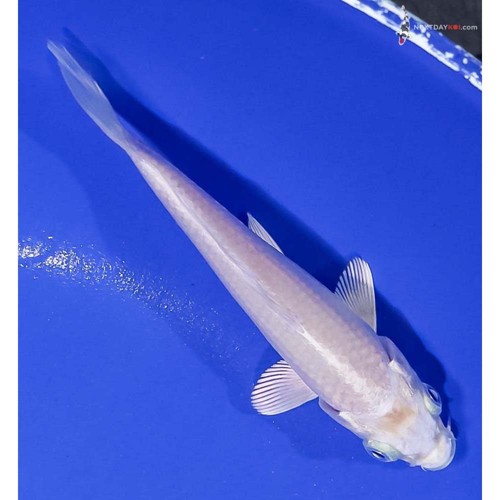 4” Imported Platinum Ogon