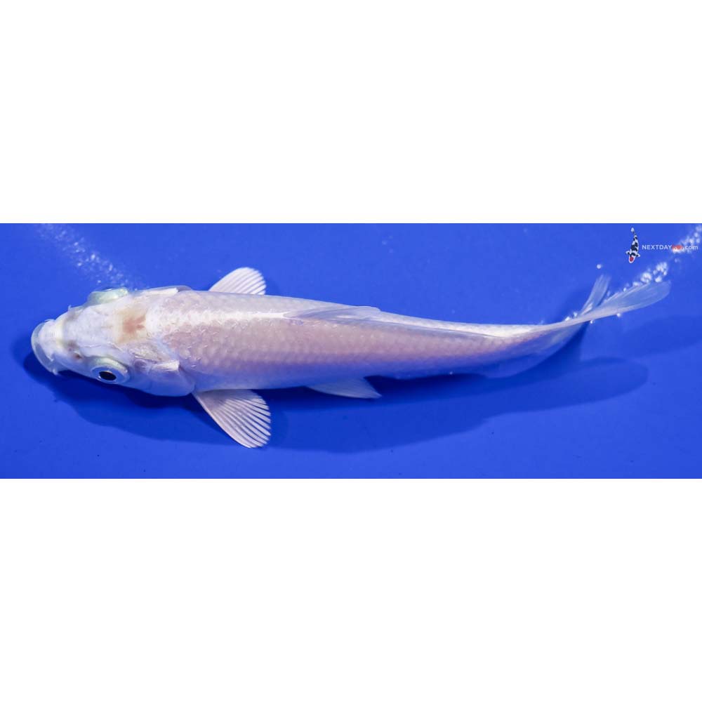 4” Imported Platinum Ogon