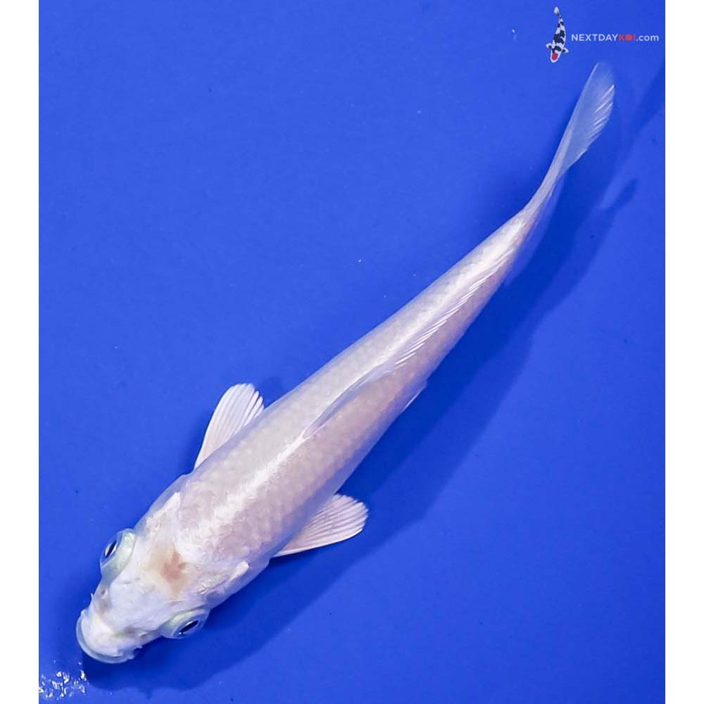 4” Imported Platinum Ogon